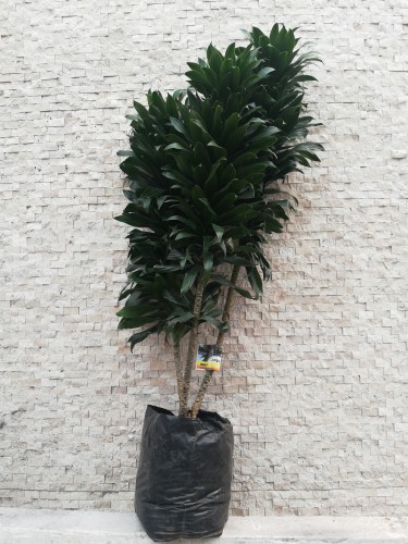 product1
